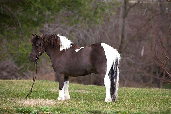 beginner-pony