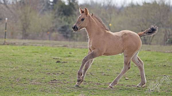 grulla-star-small-white-sock-horse