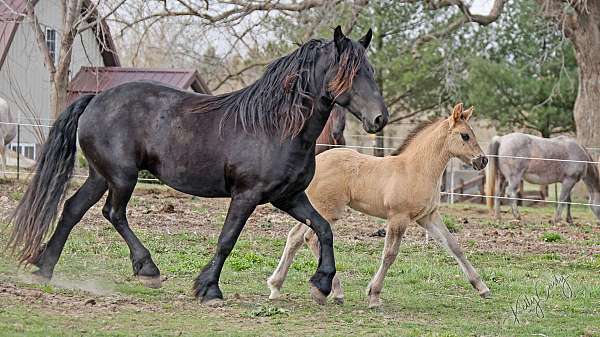 grulla-percheron-horse