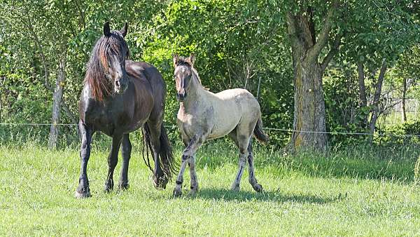 star-small-white-sock-horse