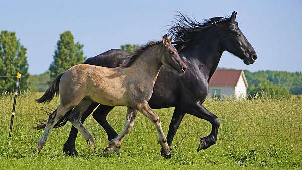 grulla-star-small-white-sock-horse