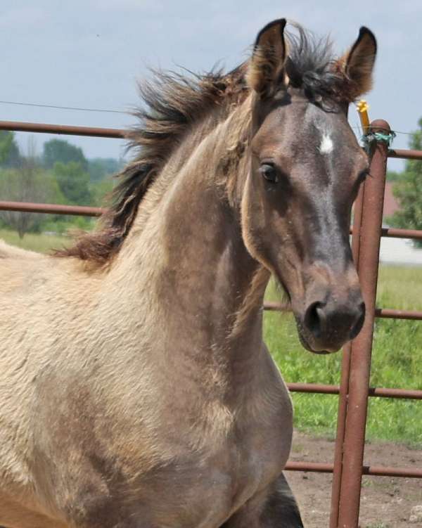 grulla-percheron-filly