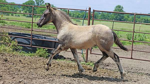 grulla-percheron-for-sale