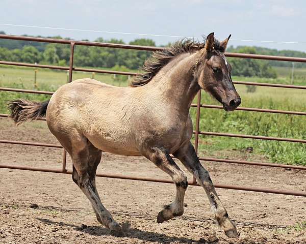 grulla-percheron-horse