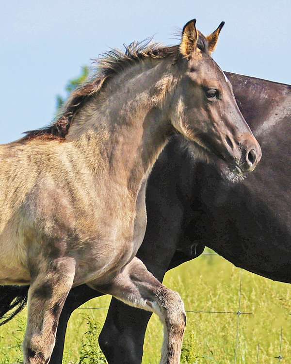 grulla-percheron