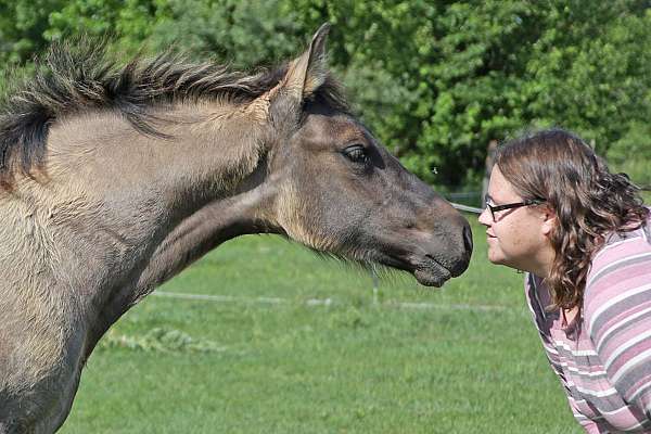 color-producer-friesian-horse