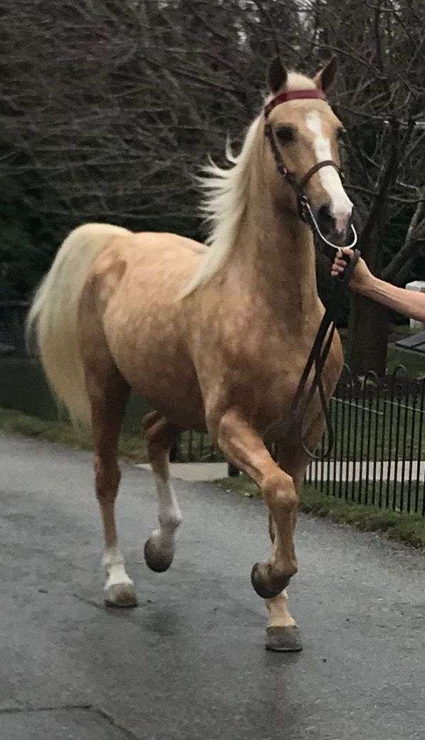 palomino-blaze-hind-stockings-horse