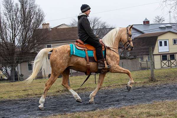 breeder-morgan-horse