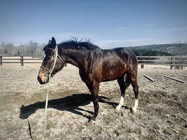 thoroughbred-mare