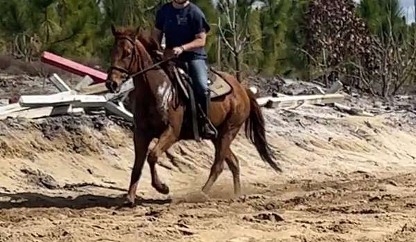 flas-thoroughbred-horse