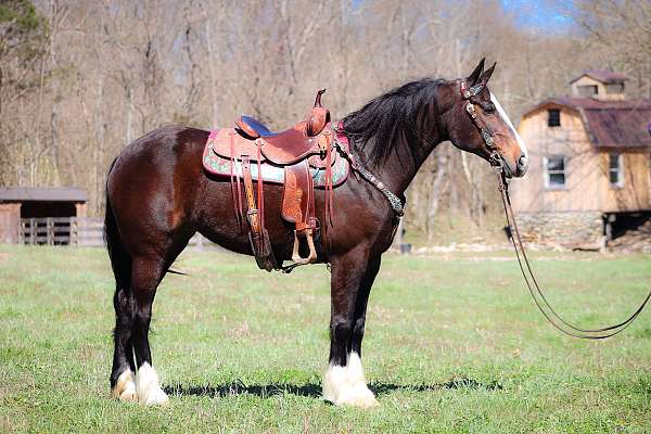 team-drivi-clydesdale-horse