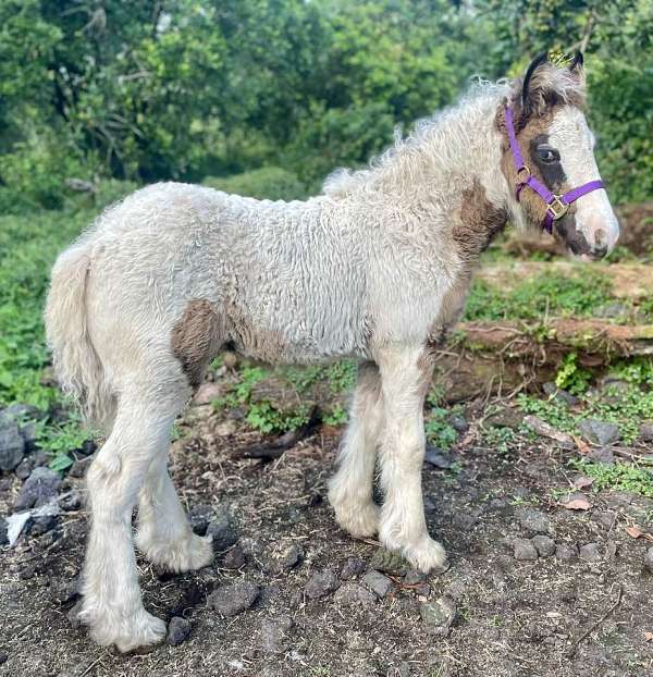 gypsy-vanner-filly