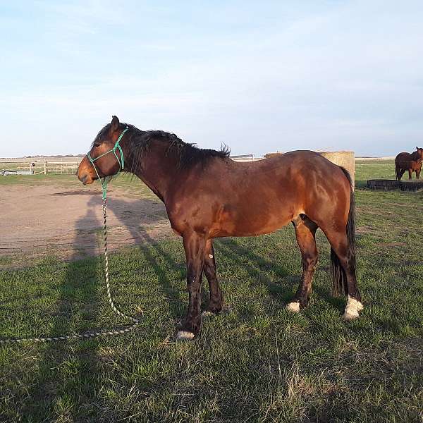 one-sock-horse