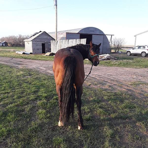 ranch-quarter-horse