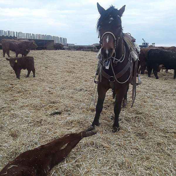 trail-quarter-horse