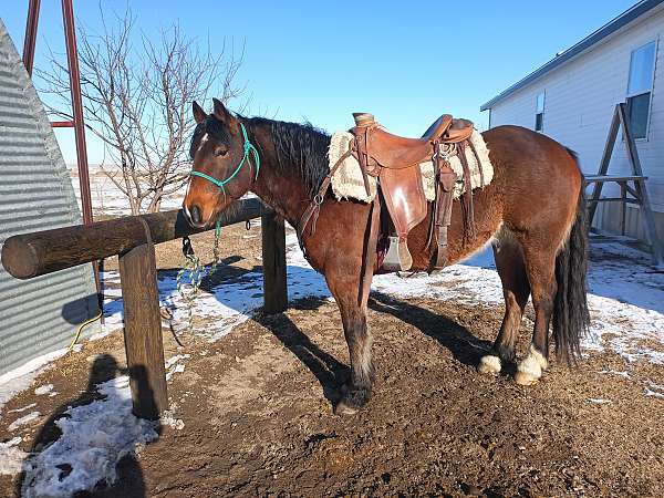 ranch-work-quarter-horse