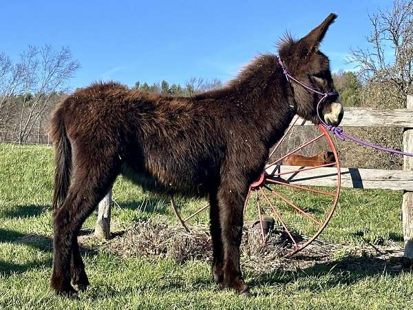 10-hand-brown-donkey