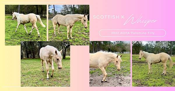 right-hind-speckled-sock-horse