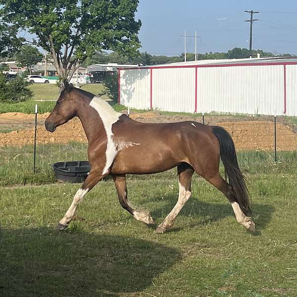 barock-pinto-horse-for-sale