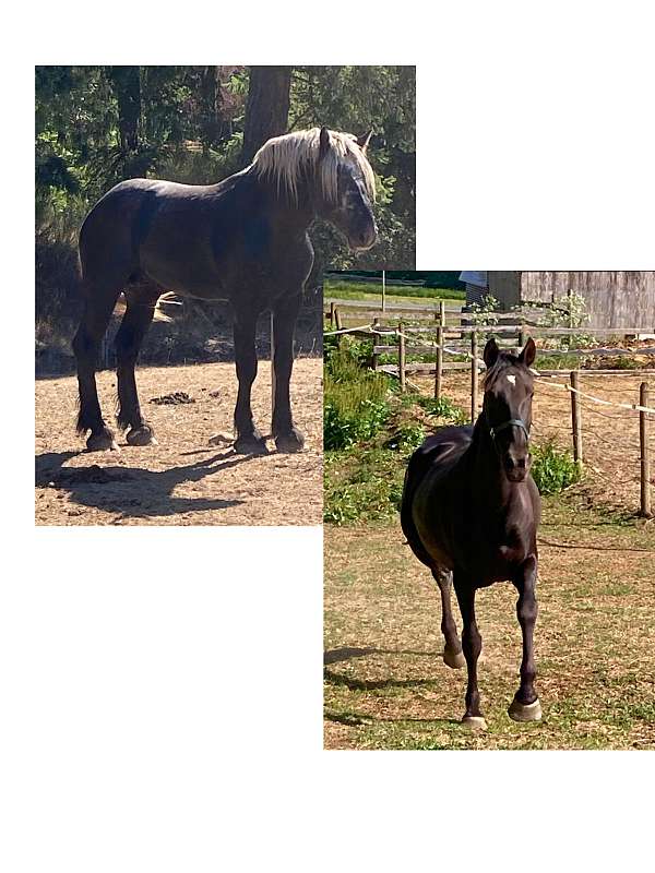 stallion-andalusian-percheron-horse