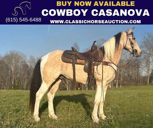 auction-kentucky-mountain-horse