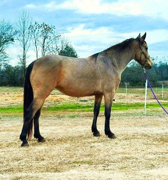 flashy-andalusian-horse