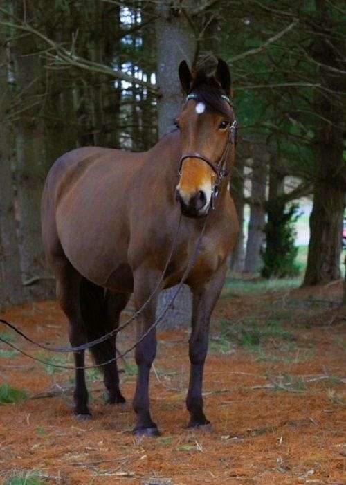 sportpony-belgian-pony
