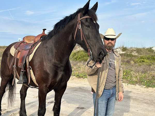 for-sale-draft-horse