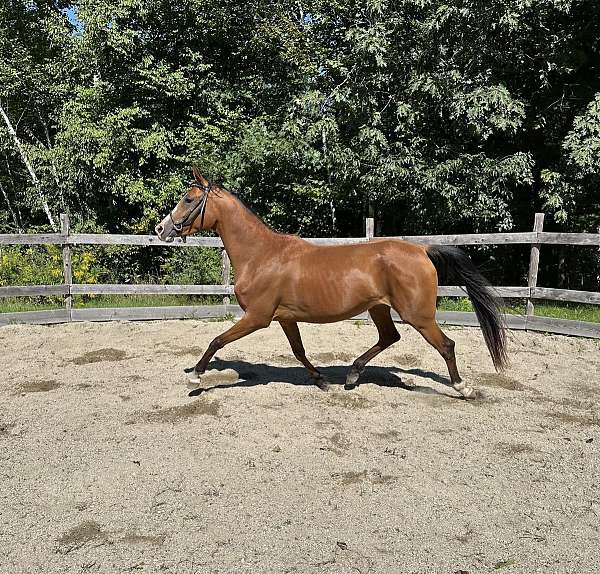 fei-half-arabian-horse