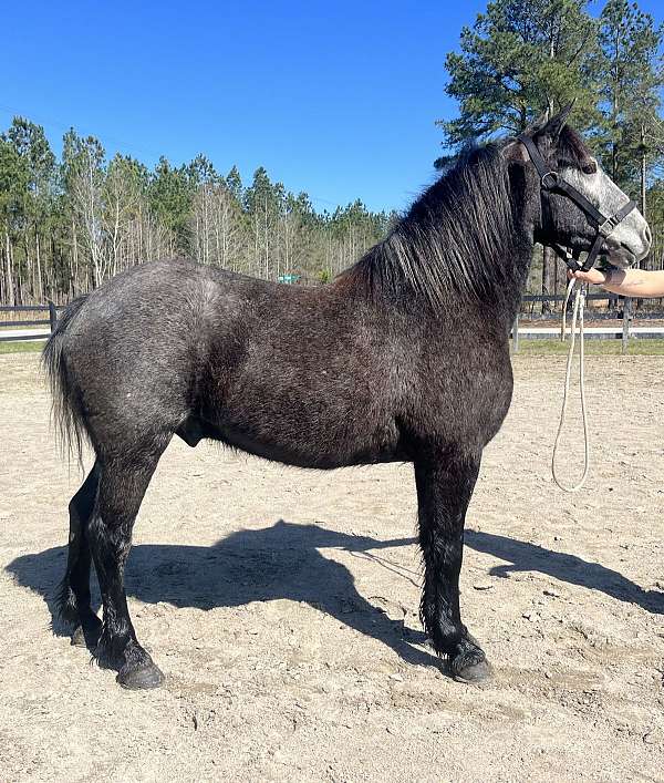 grey-draft-pony-for-sale