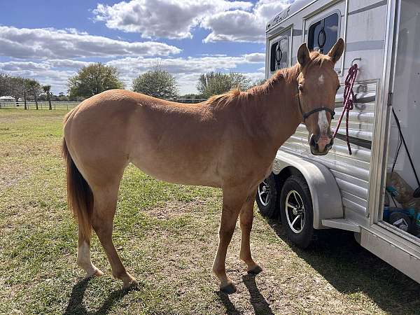 dun-red-dun-quarter-horse-mare-yearling