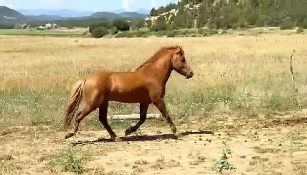 small-star-flaxen-mane-tail-horse
