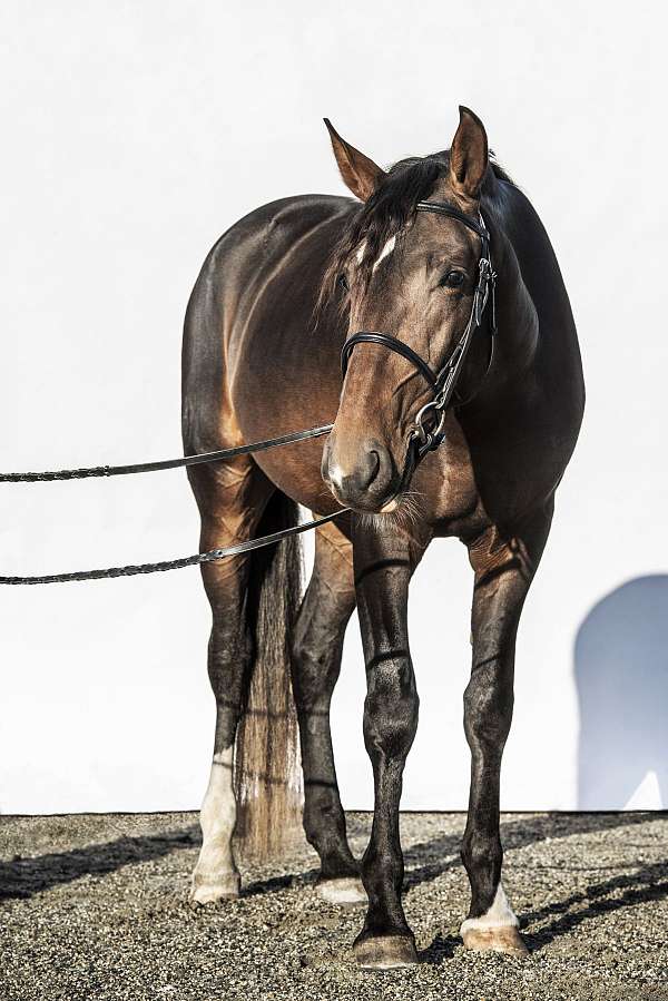 amazing-lusitano-horse