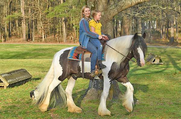 yout-gypsy-vanner-horse