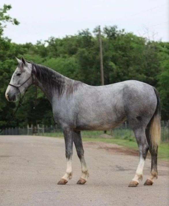 grey-white-pony-welsh-pony-mare