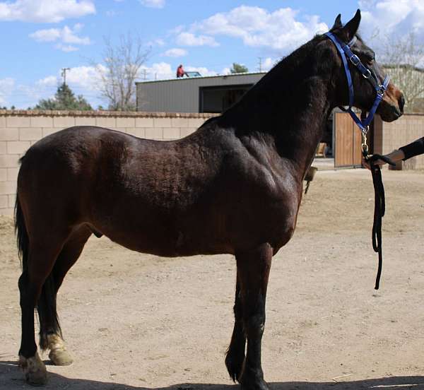bay-andalusian-gelding