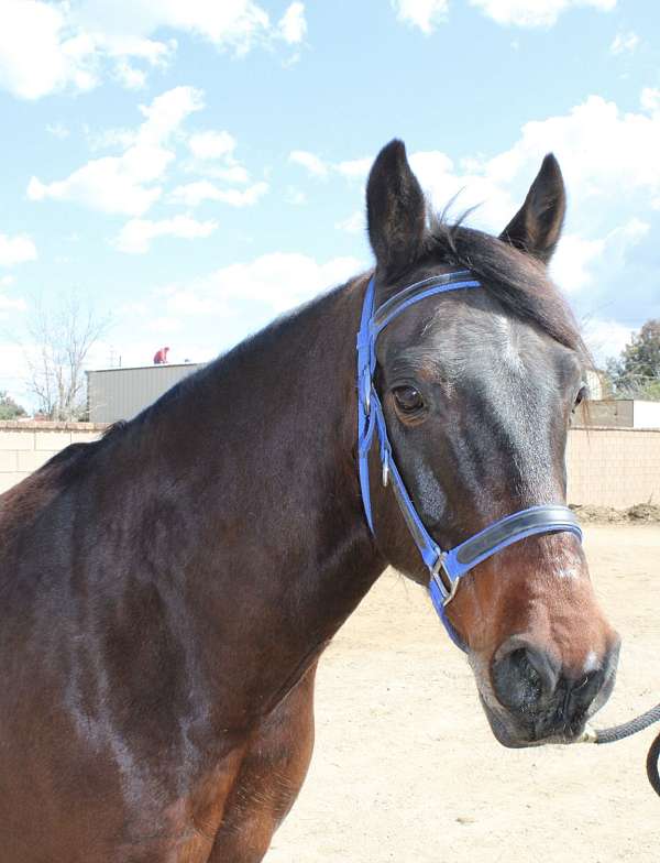 13-hand-andalusian-gelding