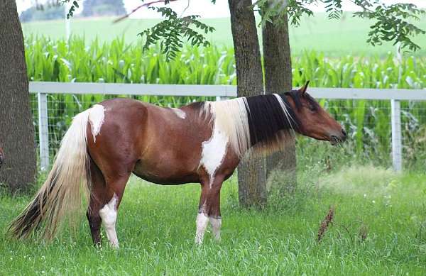 tri-color-chincoteague-pony