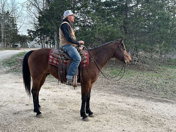 trail-cleveland-bay-quarter-horse