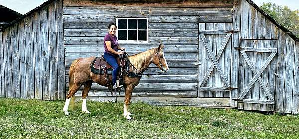 trained-gaited-horse