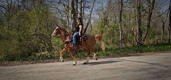 trained-gaited-horse-gelding