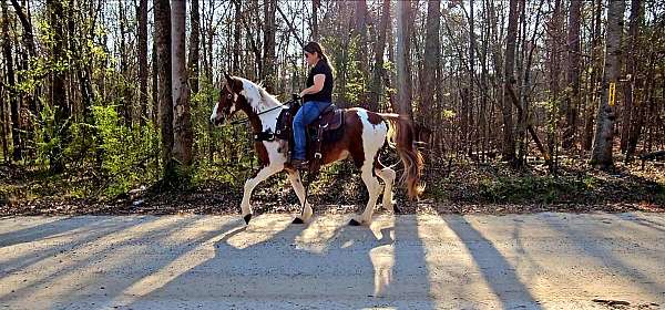 tovero-spotted-saddle-horse