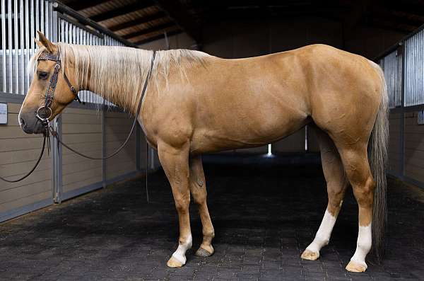 lazy-oaks-ranch-quarter-horse