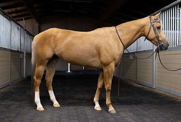 pre-vet-checked-horse-quarter