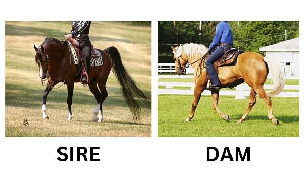 equitation-half-arabian-horse