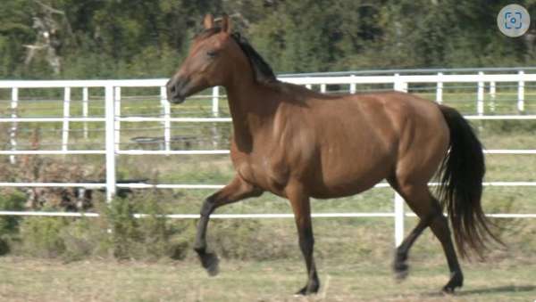 bay-breeding-champion-horse