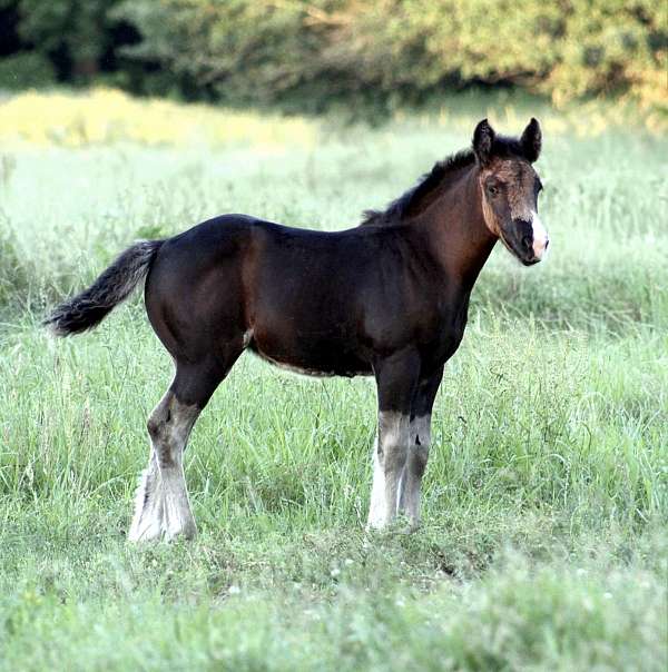 all-around-gypsy-vanner-horse