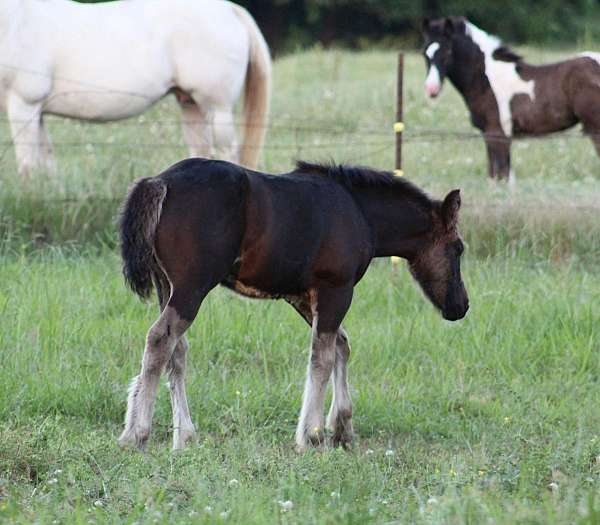 flashy-gypsy-vanner-horse