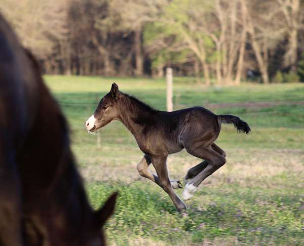 natural-horsemanship-training-gypsy-vanner-horse