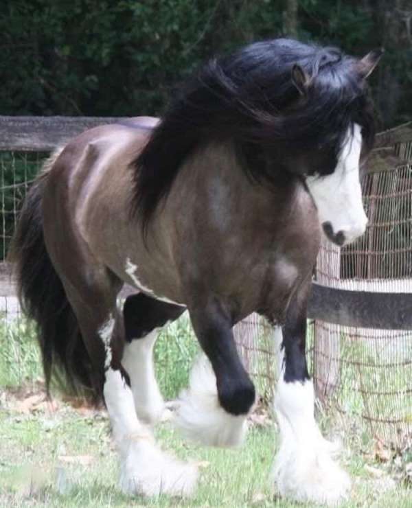 ranch-versatility-gypsy-vanner-horse